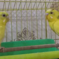 مرغ عشق|پرنده|اردبیل, |دیوار