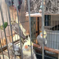 عروس هلندی|پرنده|شاهدشهر, |دیوار