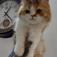 دو گربه پرشین ماده دوقلو|گربه|قوچان, |دیوار