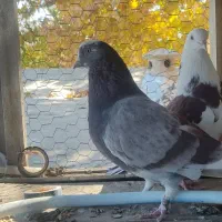 کبوتر پرشی|پرنده|گلپایگان, |دیوار