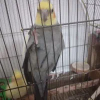 فروش عروس هلندی دستی