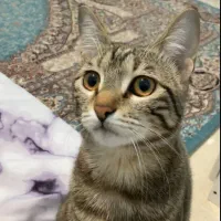 واگذاری گربه ۶ ماهه ماده، نژاد DSH، واکسن زده