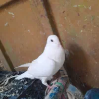 کبوتر پلاکی|پرنده|دهدشت, |دیوار