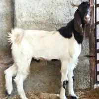 بز،تیشتر ماده گلابی، تکاوری،کهره نر بوئر|حیوانات مزرعه|وحدتیه, |دیوار