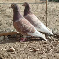 یه جفت قورگی