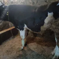 گوساله درجه یک نر