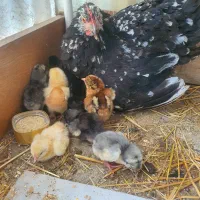 مرغ کرچ اصیل