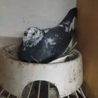 کبوتر|پرنده|نگین شهر, |دیوار