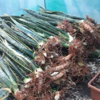 حراجی سانسوریا|گل و گیاه طبیعی|شیروان (خراسان), |دیوار