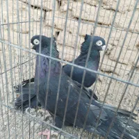 کبوتر شهرضا|پرنده|شهرضا, |دیوار