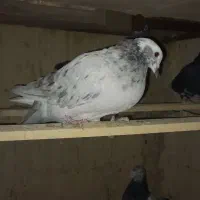 پلاکی تهرانی مسافتی آلمانی|پرنده|شریف‌آباد, |دیوار