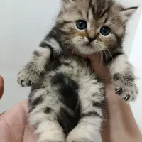 پشمک های ریزه