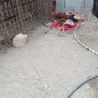 تعداد6عددمرغ بفروش میرسد...|حیوانات مزرعه|میناب, |دیوار