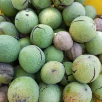 خریدوپوست کنی گردو و بادام بە صورت شبانه روزی