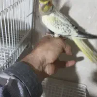 عروس هلندی دستی مرغ عشق