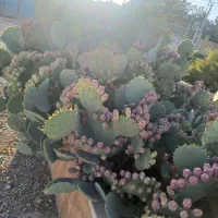 میوه‌ها کاکتوس|خدمات باغبانی و درختکاری|زیباشهر, |دیوار