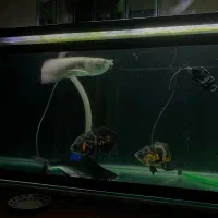 ماهی گوشتخوار