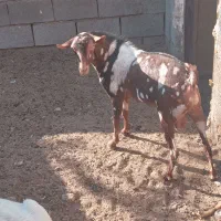 نری پچی|حیوانات مزرعه|بندرعباس, |دیوار