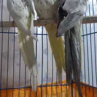 جوجه عروس هلندی