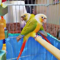 فروش طوطی گرینجیک