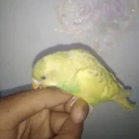 پرنده مرغ عشق|پرنده|گلبهار, شهر جدید گلبهار|دیوار