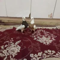 دوتا ماده طوقی بدون خطا|پرنده|خرم‌آباد, |دیوار