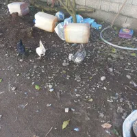 ۳تا مرغ و خروس چینی