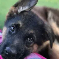 سگ ژرمن شناسنامه دار ۴ ماهه