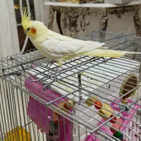 عروس هلندی ماده