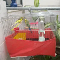 جفت مرغ عشق نر و ماده به فروش میرسد|پرنده|سنقر, |دیوار