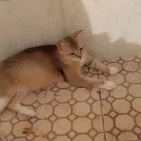 گربه