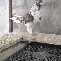 تهرانی نر پرش بالای ۷ ساعت