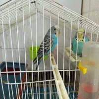 یک جفت مرغ عشق زیبا و دستی