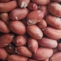 بادام درجه استانه محصول دست خودم