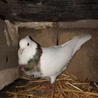 کبوتر خوب|پرنده|گتوند, |دیوار