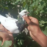 عشق|پرنده|گلبهار, |دیوار