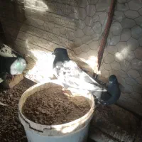 سینه سیاه ودم سفید