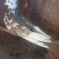 سه عدد ماده رنگی درجه یک .|پرنده|اهواز, کوی فرهنگیان ۲|دیوار