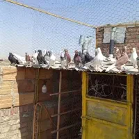 جوجه کبوتر بعد قلم