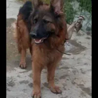 سگ ژرمن ماده