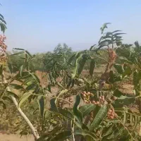 فروش پسته نهال وبذر