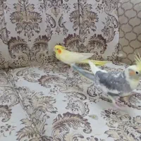 عروس زعفرونی و لوتینو