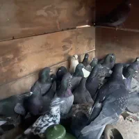 کبوتر پلاکی و زاجر