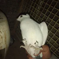 کبوتر دم سیاه|پرنده|سربیشه, |دیوار