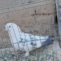 سلام کبوتر از تهران آوردم چشم سفید|پرنده|قم, نیروگاه|دیوار