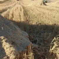 کاه گندم آبی