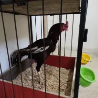 خروس لاری|حیوانات مزرعه|رودهن, |دیوار