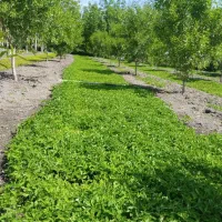 نشا فلفل گژلر گوجه فرنگی