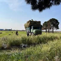 یونجه