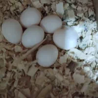 عروس هلندی مولد